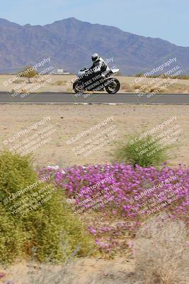 media/Mar-12-2023-SoCal Trackdays (Sun) [[d4c8249724]]/Turn 15 Inside Bloom (130pm)/